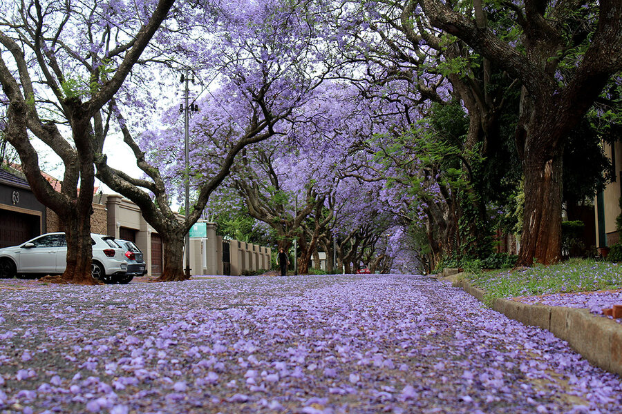 Outsiders turned icons, South Africa’s jacarandas spring into bloom
